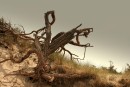 Bizarre Baumwurzel am Darßer Strand