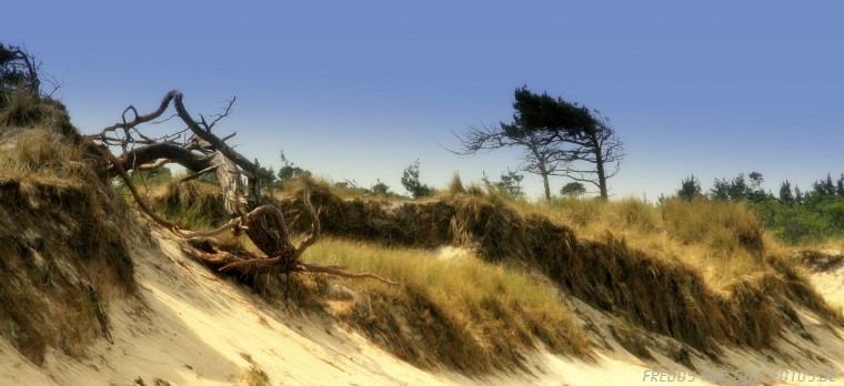 Darßer Weststrand
