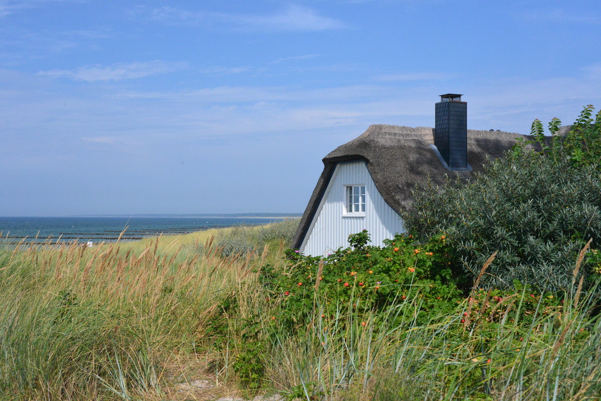 Der Windflüchter in Ahrenshoop