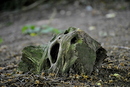 Baum-Wurzel-Kopf