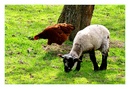Osterlamm mit Huhn...