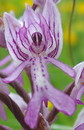 Lachende Orchidee....