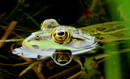 Drei-Augen-Frosch