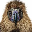 Zu Karneval hat sich der Mönchsgeier ein Löwenkostüm angelegt.