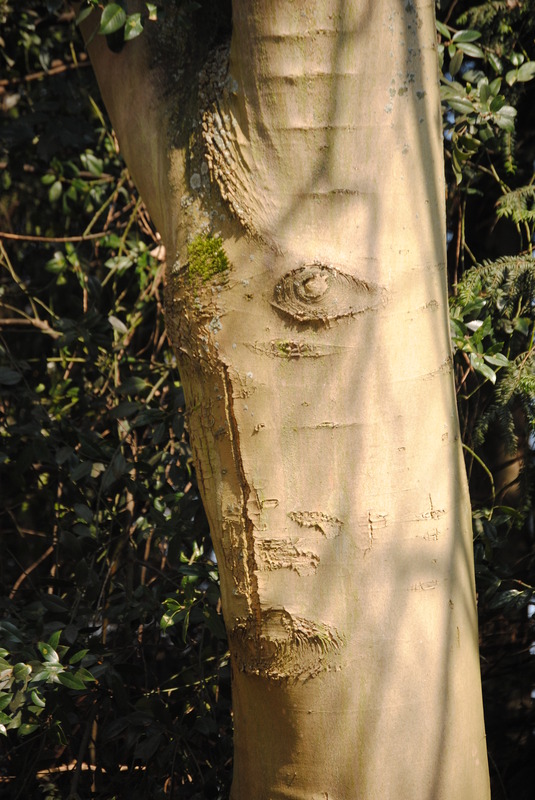 Baumgesicht 02