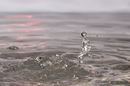 Der Wasserläufer