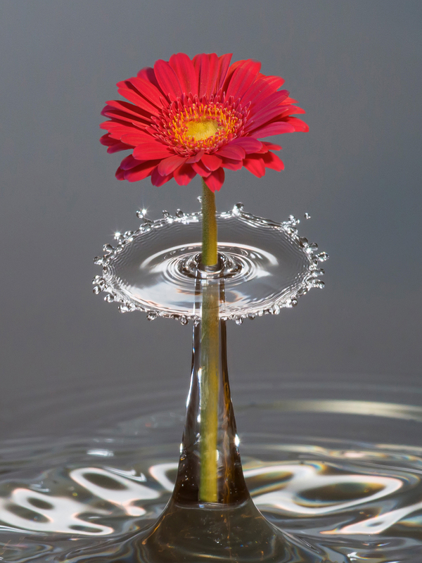 Gerbera