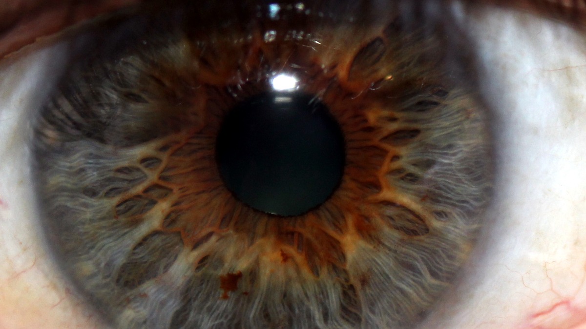 Das Auge