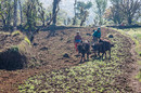 Nepal - Bauer bei der Feldarbeit