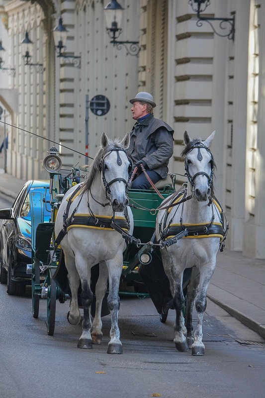 Der Fiaker in Wien!