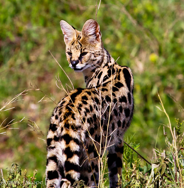 Serval