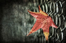 Herbstlaub