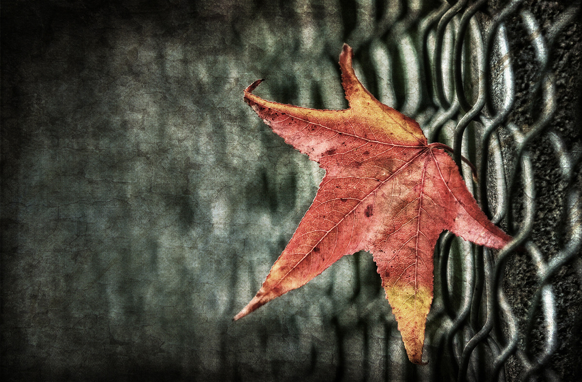 Herbstlaub