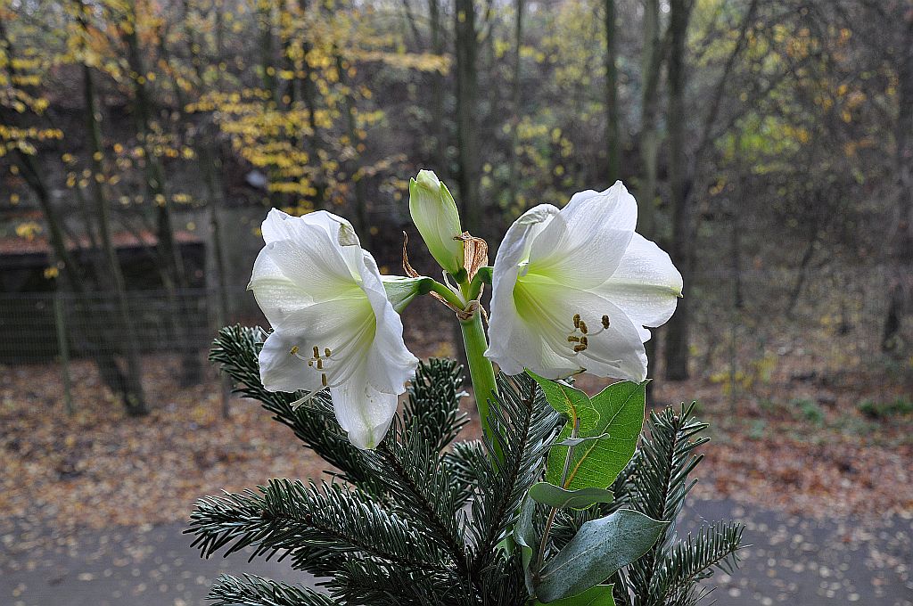 mein diesjähriges Adventsgesteck