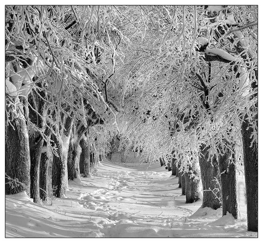 Allee