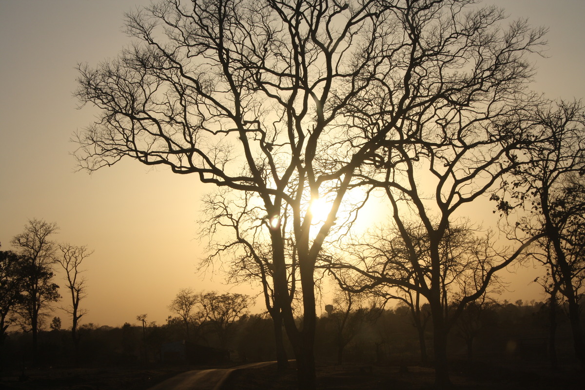Sonne und Baum
