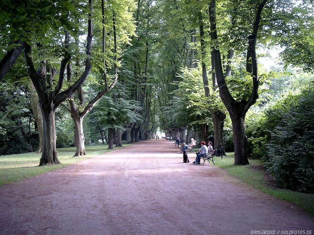 Allee im Sommer