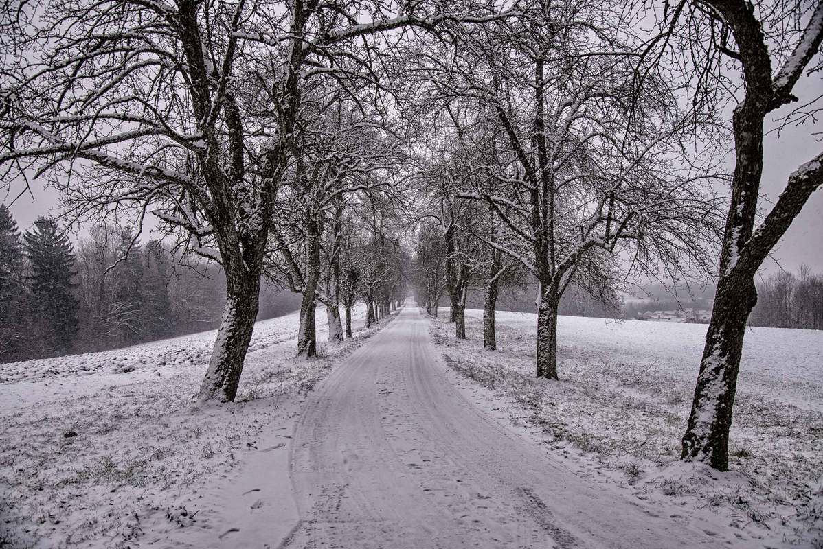 Verschneite Allee in Haag am Hausruck
