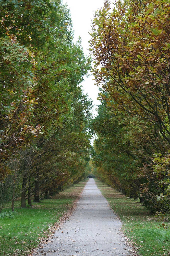 Allee