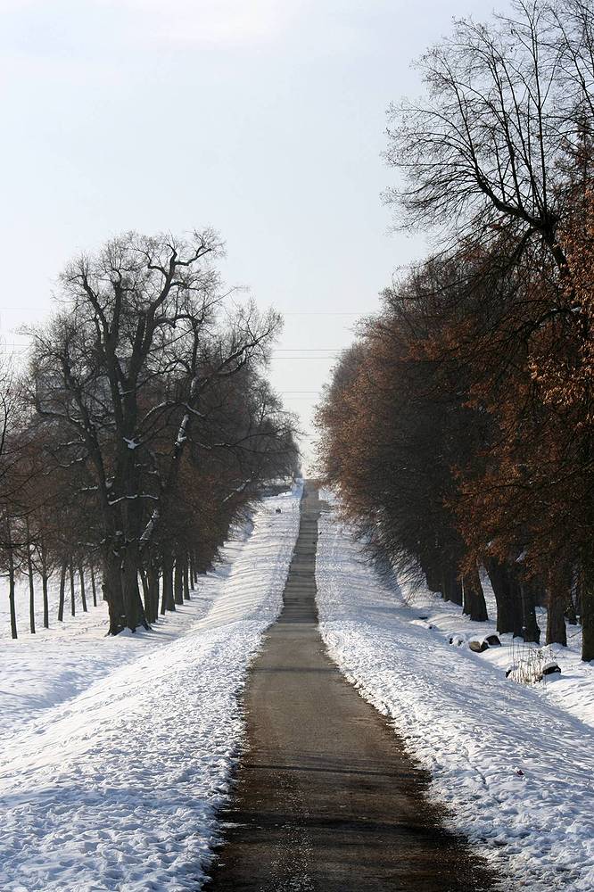 Allee