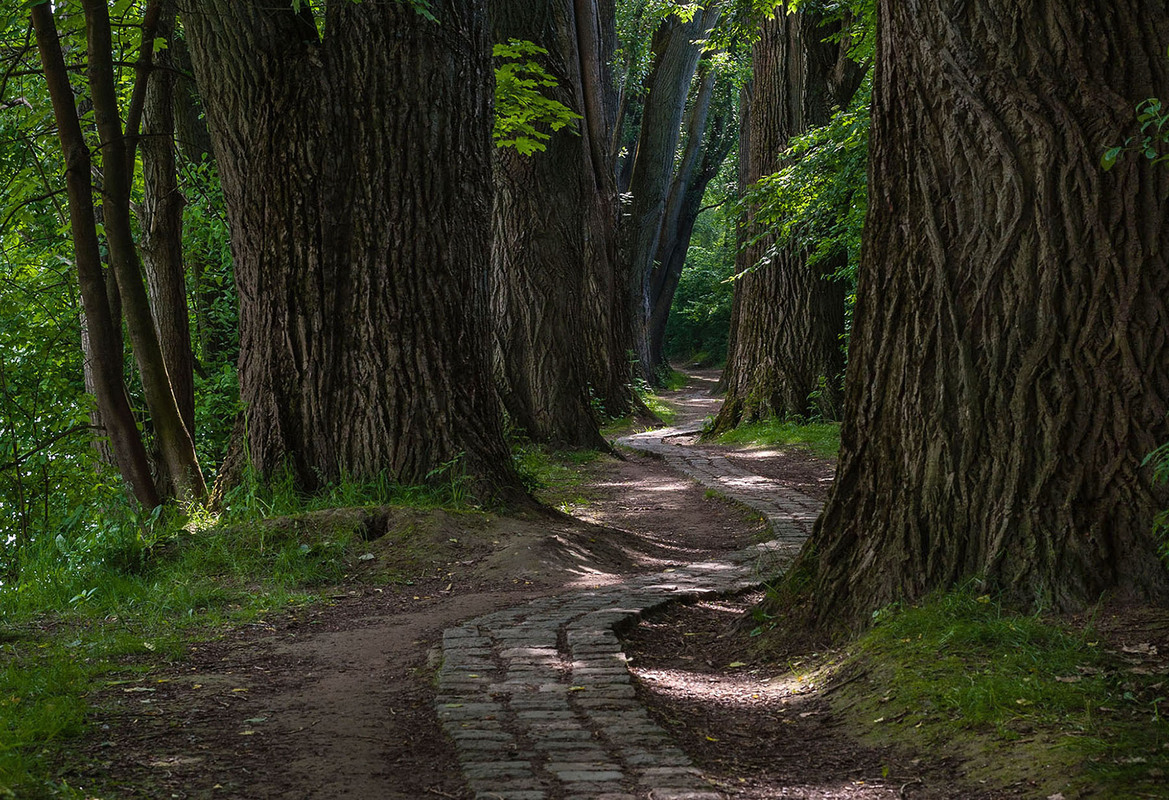 "Baum-Slalom"