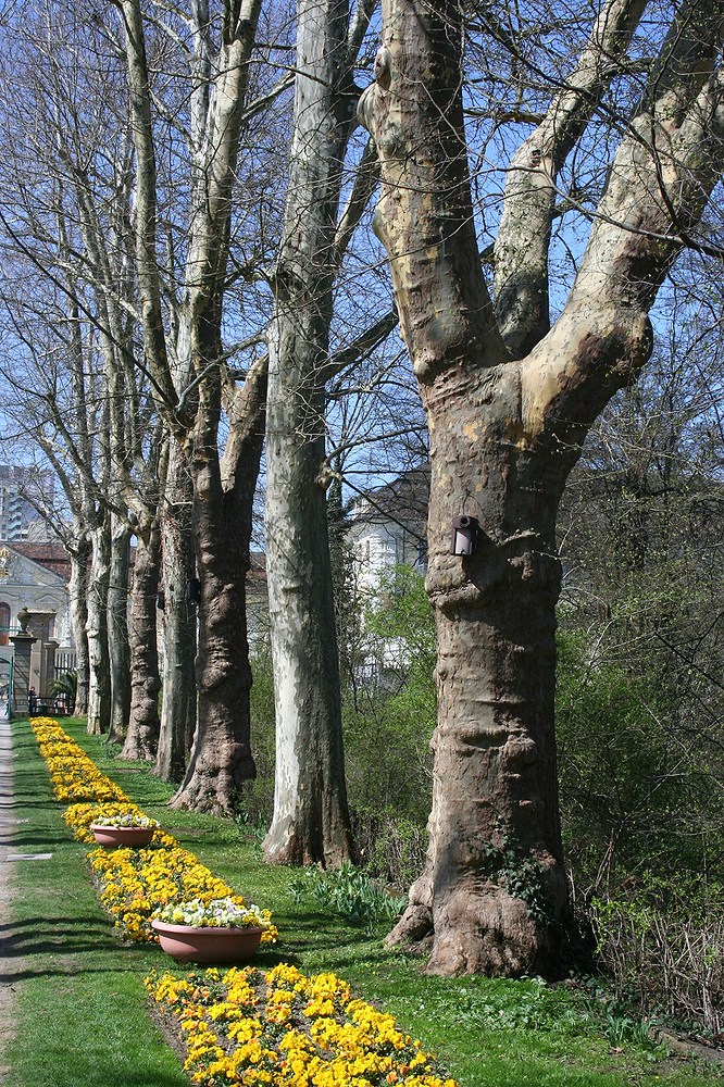 Allee