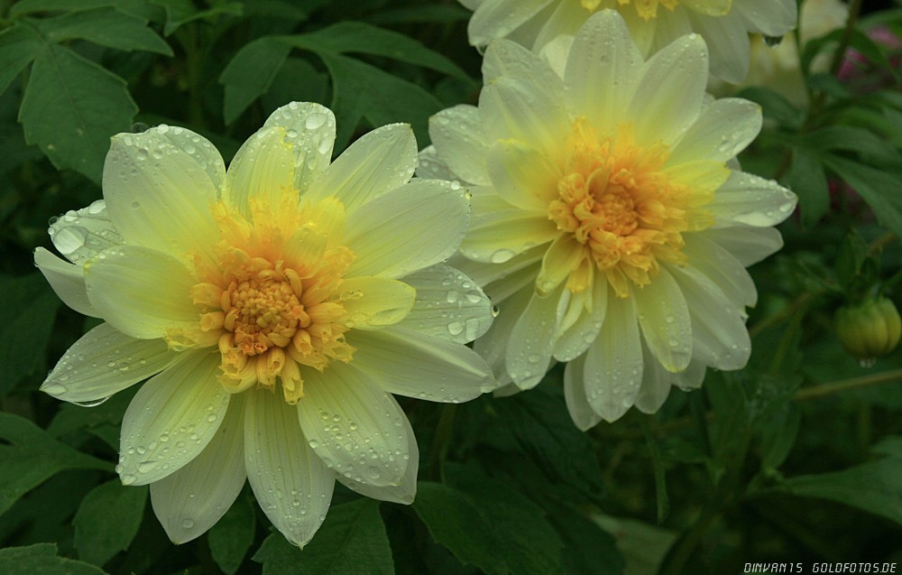 Dahlie