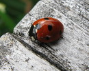 Siebenpunkt-Marienkäfer (Coccinella 7-punctata) (09. September 2008)
