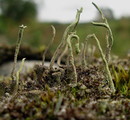 Pfriemen-Cladonie (Cladonia subulata) (12. September 2009/15:55:27 Uhr)
