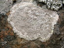 Fels-Lecanore (Lecanora rupicola) (12. September 2009/16:04.49 Uhr)