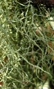 Usnea subfloridana = Buschige Bartflechte (18. September 2009) --- 3. Foto ---