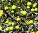 Wild-Apfel = Malus sylvestris (18. September 2009) --- 2. Foto ---