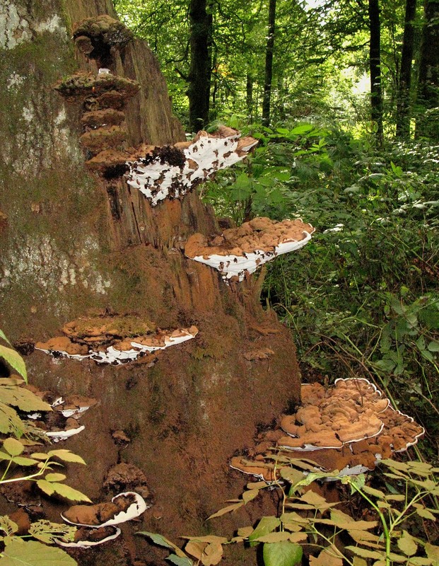 Flacher Lackporling; Malerpilz (Ganoderma lipsiense) (11. September 2009/11:30:58  Uhr) ---1. Foto ---