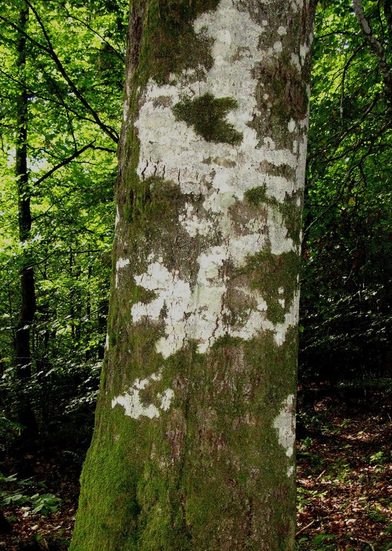Phlyctis argena, die Blatternflechte (11. September 2009)