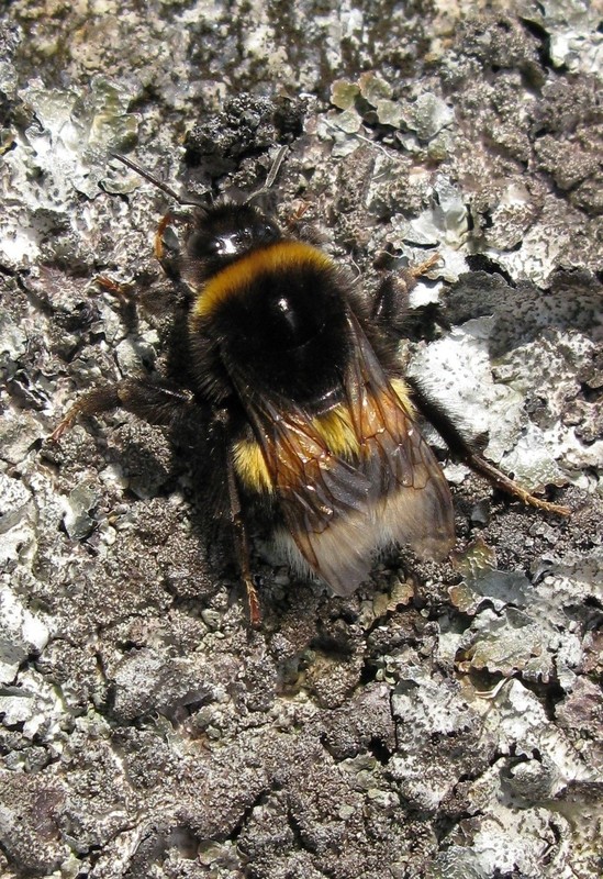 Hummel aujf von Flechten überzogenem Findlingsblock (09. September 2008)