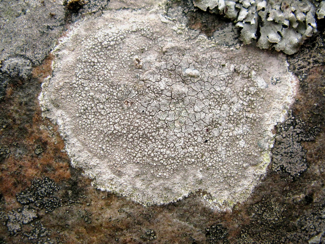 Fels-Lecanore (Lecanora rupicola) (12. September 2009/16:04.49 Uhr)