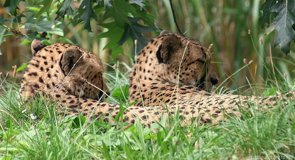 Geparden-Paar