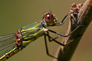 Fotos_Libellen