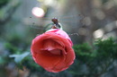 Libelle
