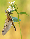 Die Vierflecklibelle (Libellula quadrimaculata)