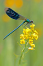 Prachtlibelle