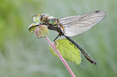 Fotos_Libellen