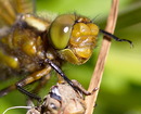 Der Libelle ins Auge geschaut