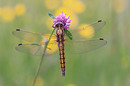 Große Blaupfeil (Orthetrum cancellatum) weiblich.