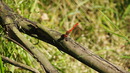 Eine Rote