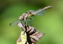 Libelle