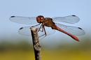 Libelle in Rot
