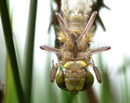 Fotos_Libellen