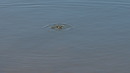 Fotos_Libellen