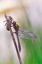 Smaragdlibelle